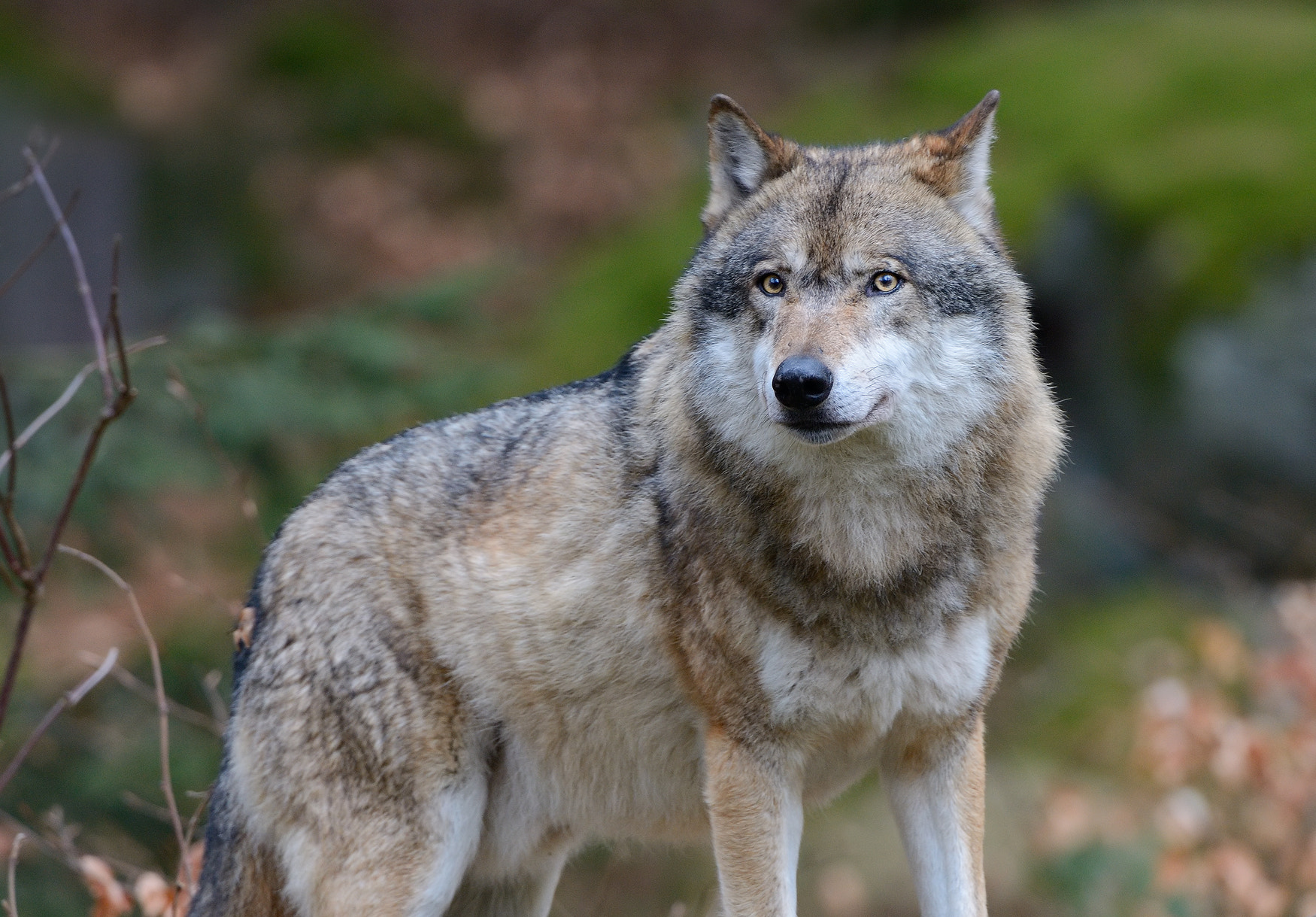 Forest Wolf by Harry Eggens - Photo 60481806 / 500px