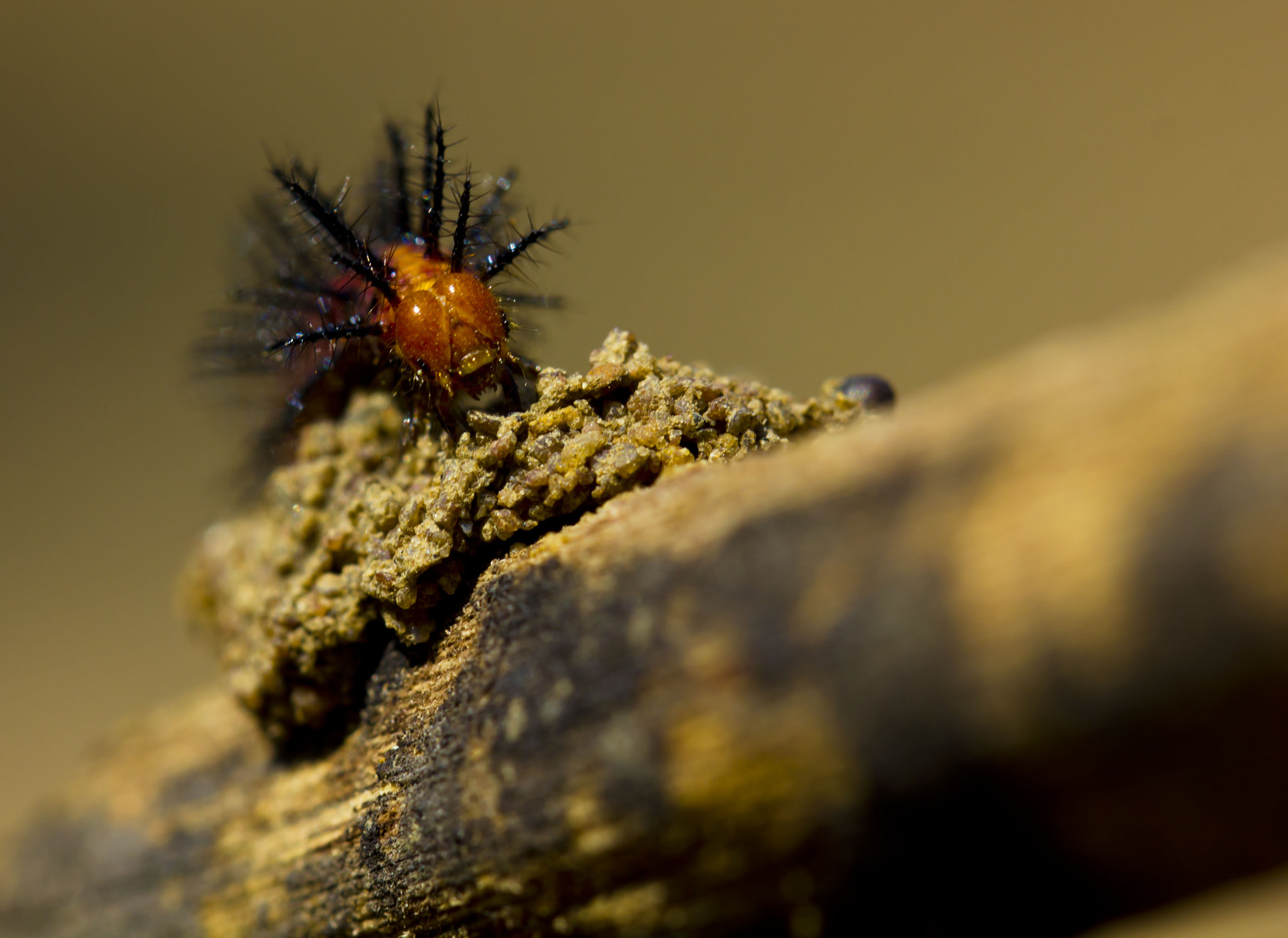 red caterpillar with black spikes by ranjani bharath Photo 6049123