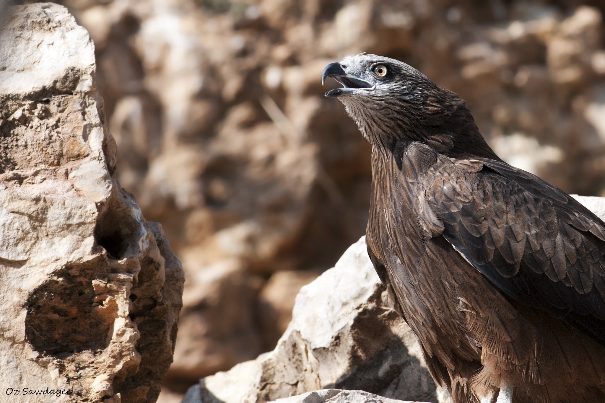 Honey Buzzard