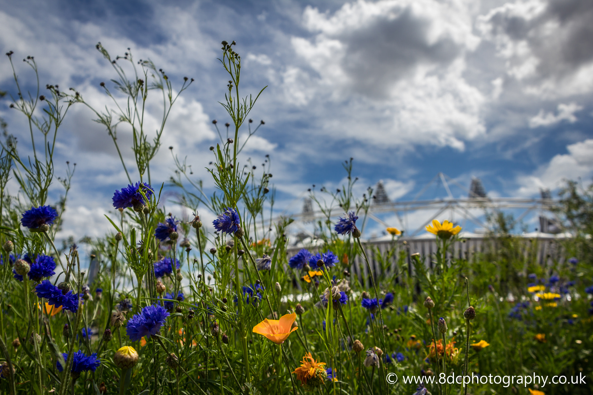 Olympic Meadow