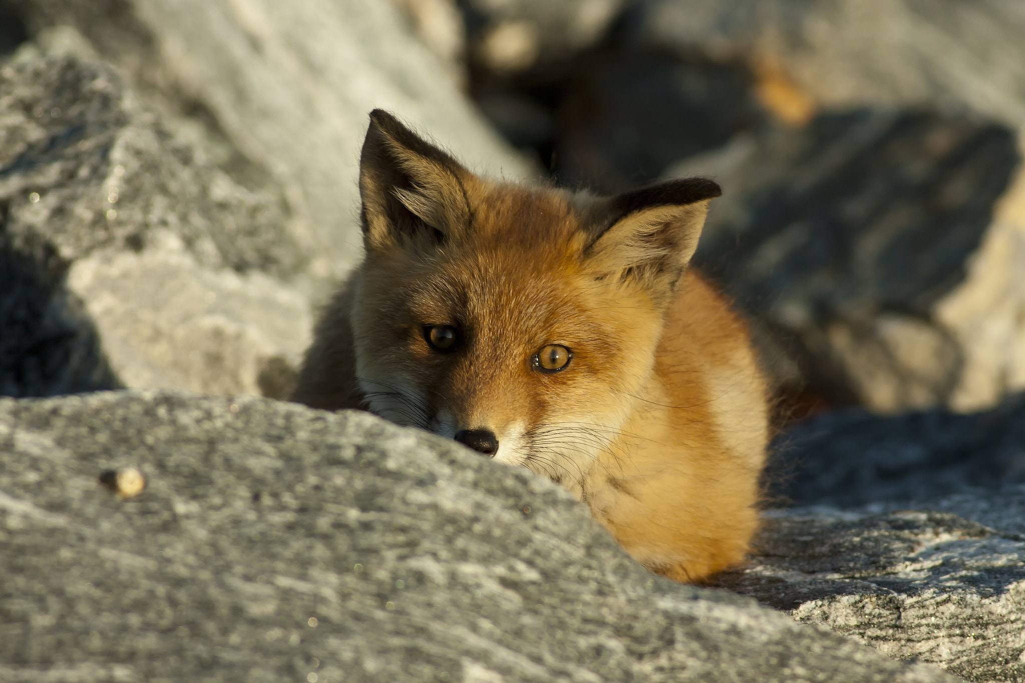 red fox