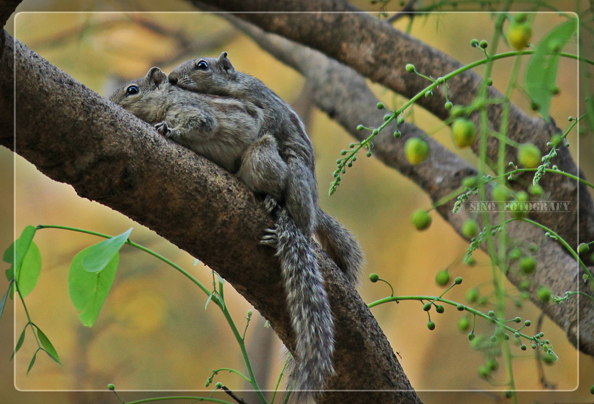 Squirrel Mating by Sinoop Sundar Photo 6064787 / 500px
