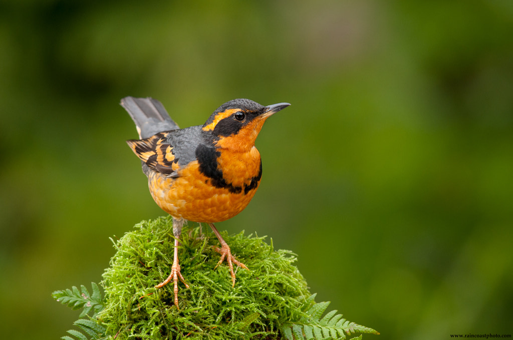 Varied Thrush Red Breasted Birds: A Guide to the Most Colorful birds