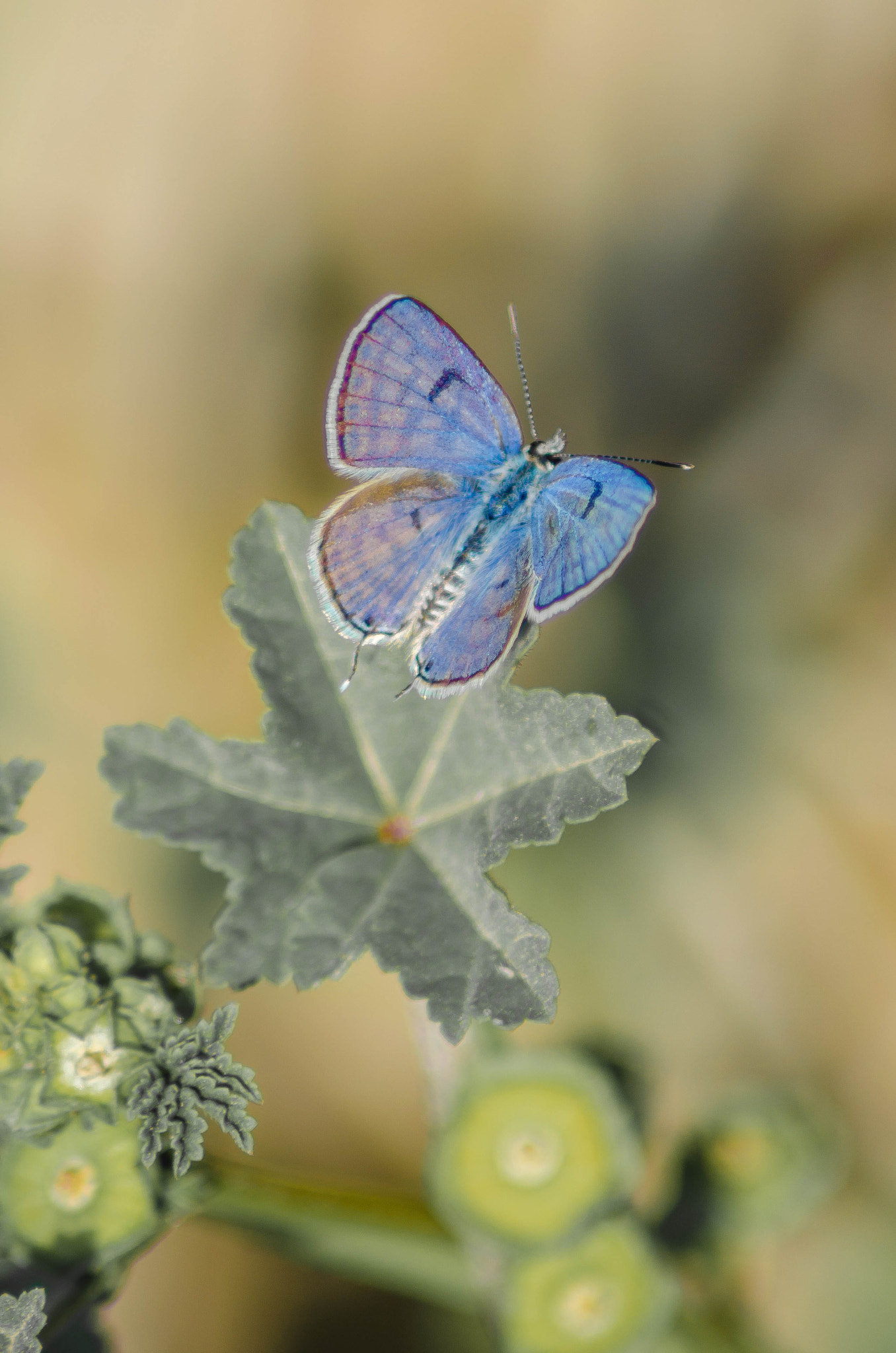 Day with butterflies 1