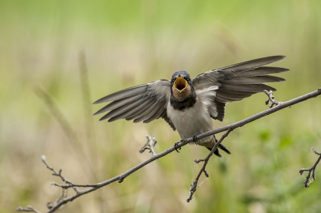 swallow by Riccardo Trevisani on 500px.com