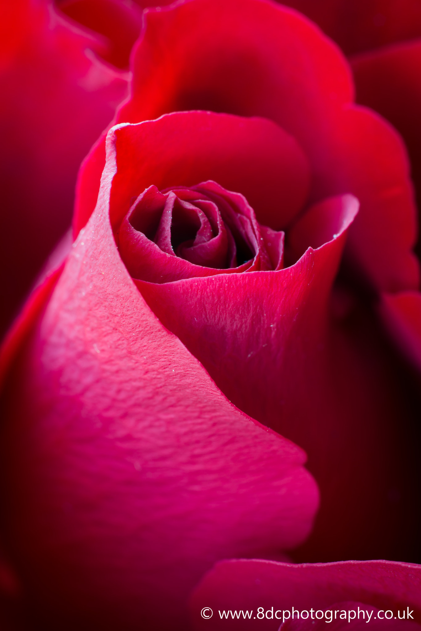 A Red Rose for Valetines Day