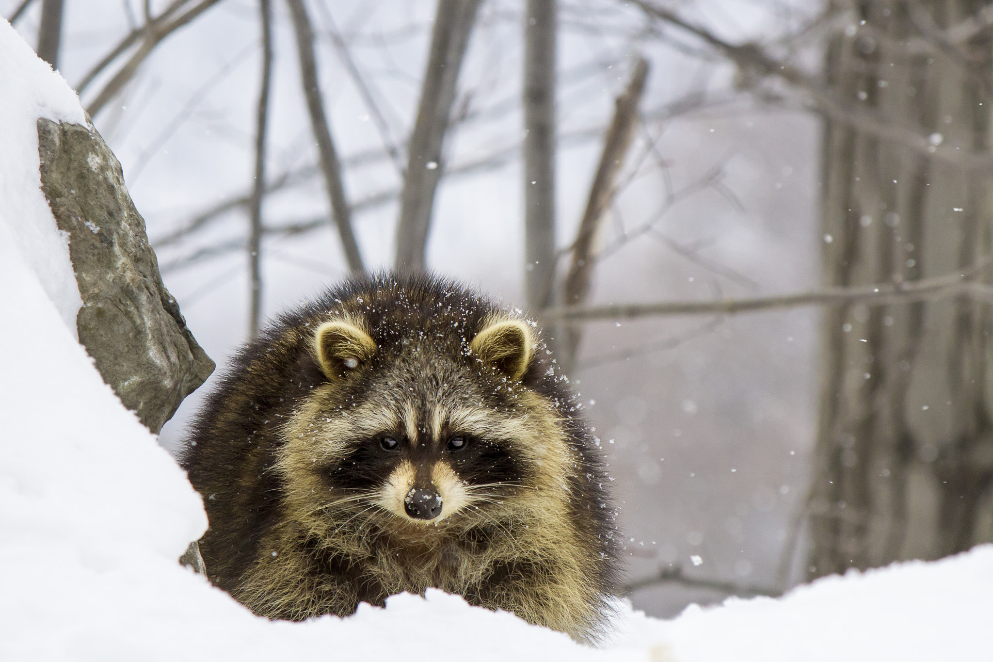 Raccoon's gaze by Patrick Pilon Photo 60751150 / 500px