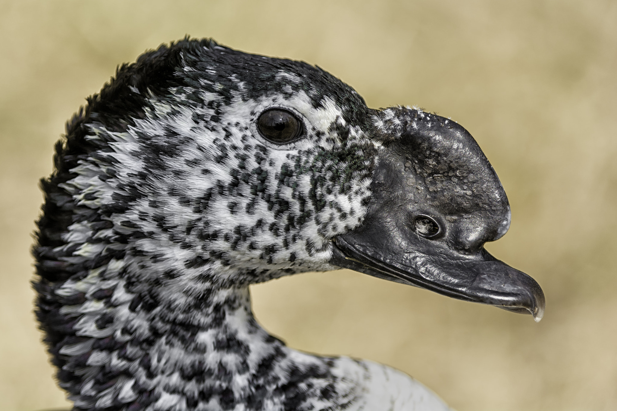 Comb duck profile...