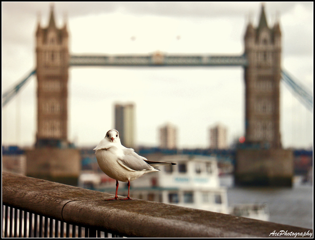 Tower Bridge by Ace / 500px