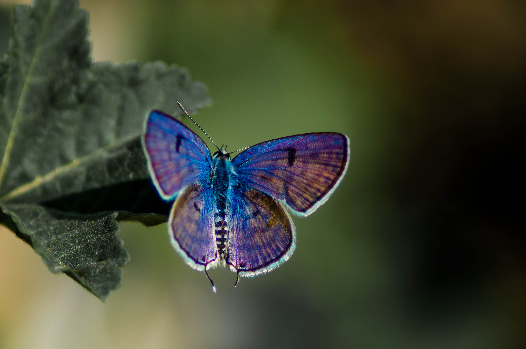 Day with butterflies 4