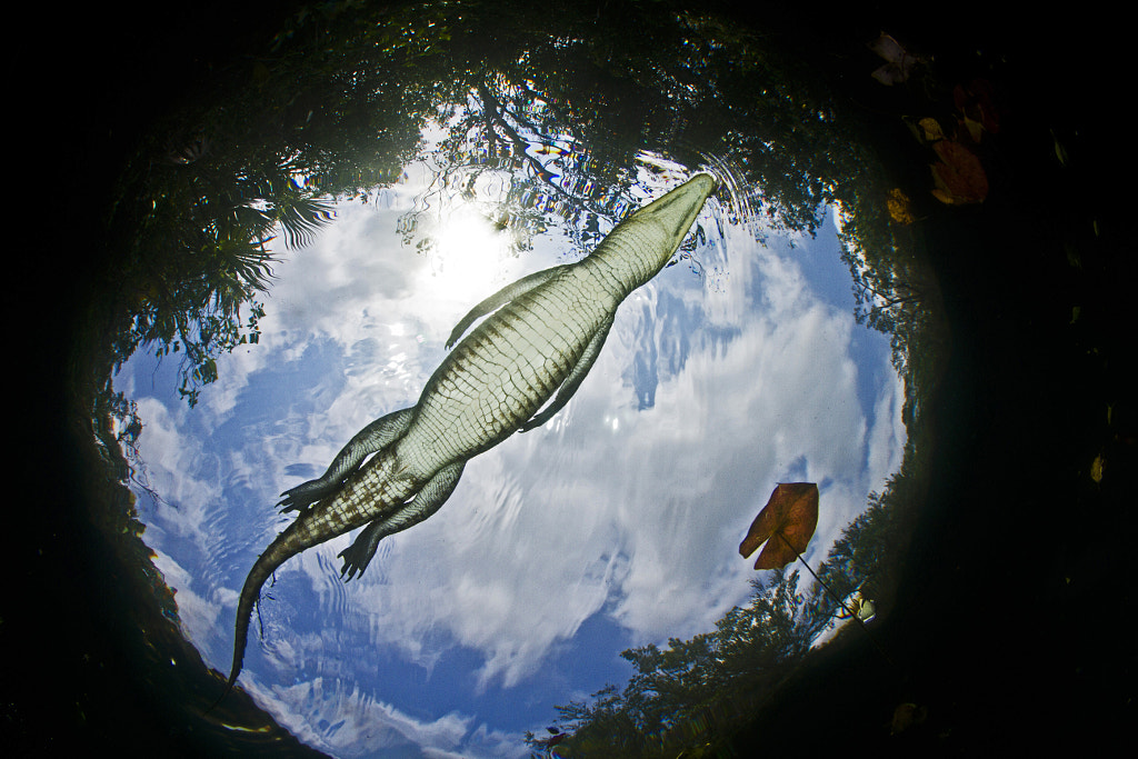 Crocodile, Cenote Car Wash by Kadu Pinheiro on 500px.com