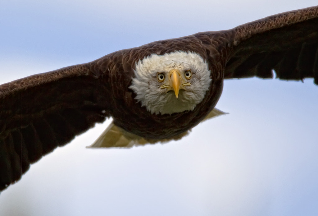 Facts About Eagles: Eagle eye vision: what does eagle vision look like?
