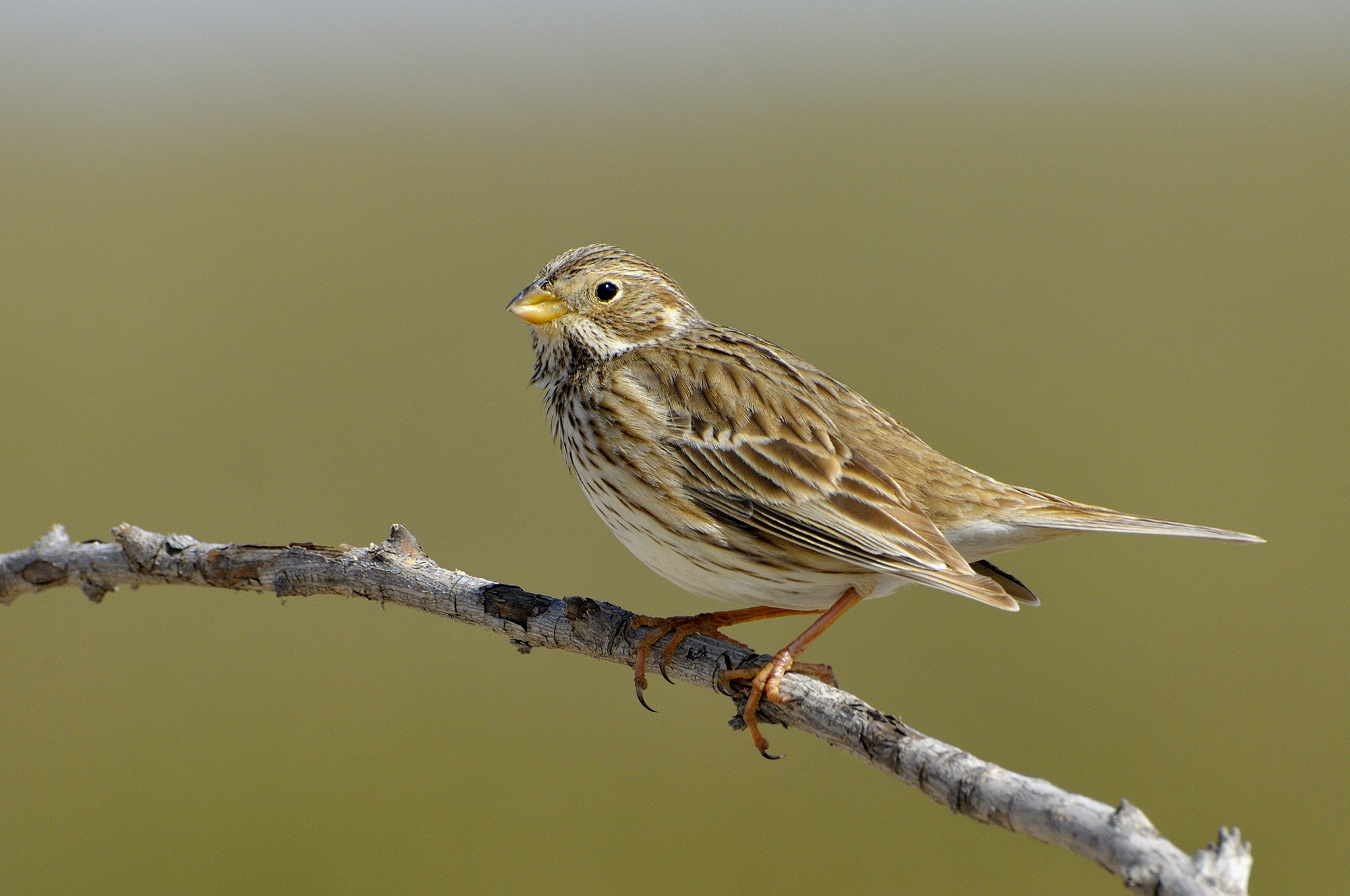 Bunting