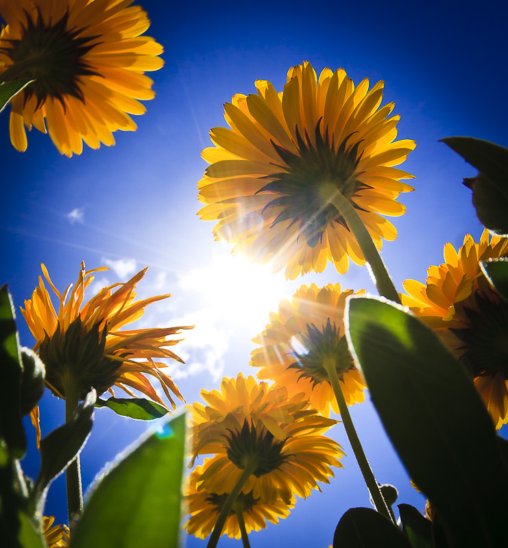 Asteraceae