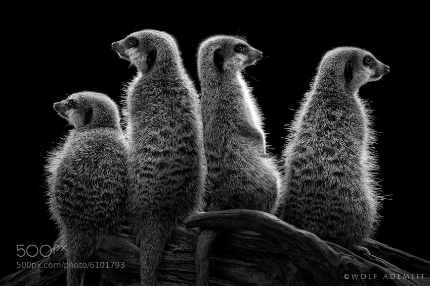 14 meerkats