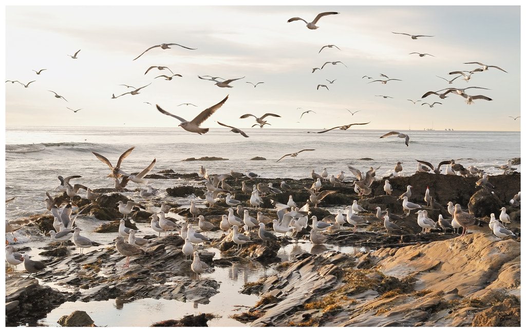 Let's all meet at the ocean front before the dinner...  by Premal Dhruv on 500px.com