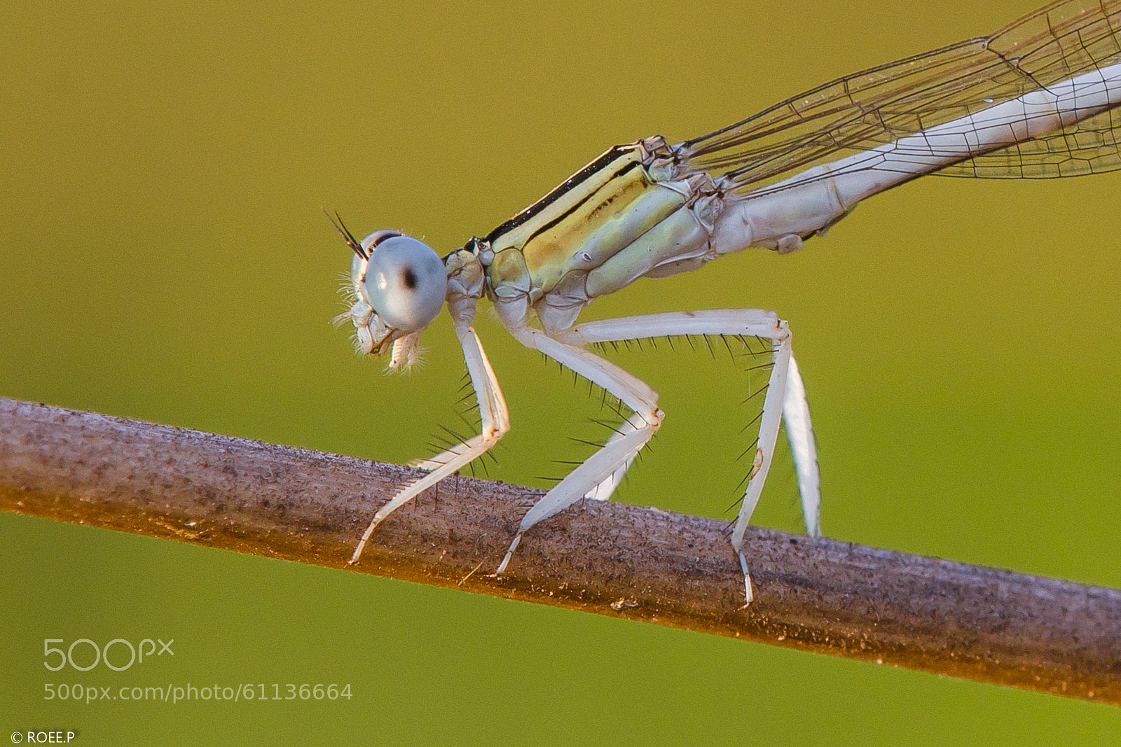 Canon EOS 1100D (EOS Rebel T3 / EOS Kiss X50) sample photo. Damsel fly photography