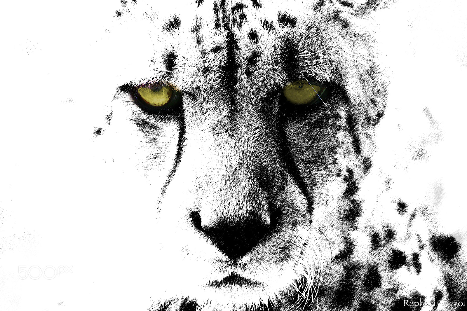 Canon EOS 550D (EOS Rebel T2i / EOS Kiss X4) sample photo. Big white cat photography
