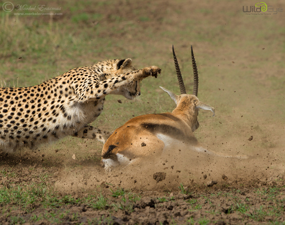 A Gripping Shot-by-Shot Replay of a Cheetah Hunting a Gazelle - 500px