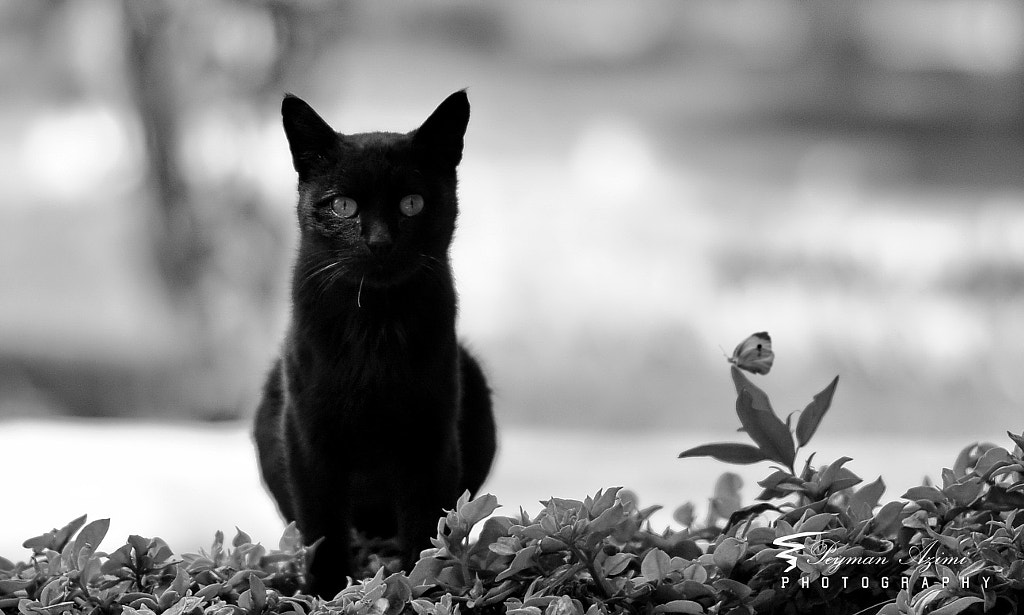 Black & White by Peyman Az on 500px.com