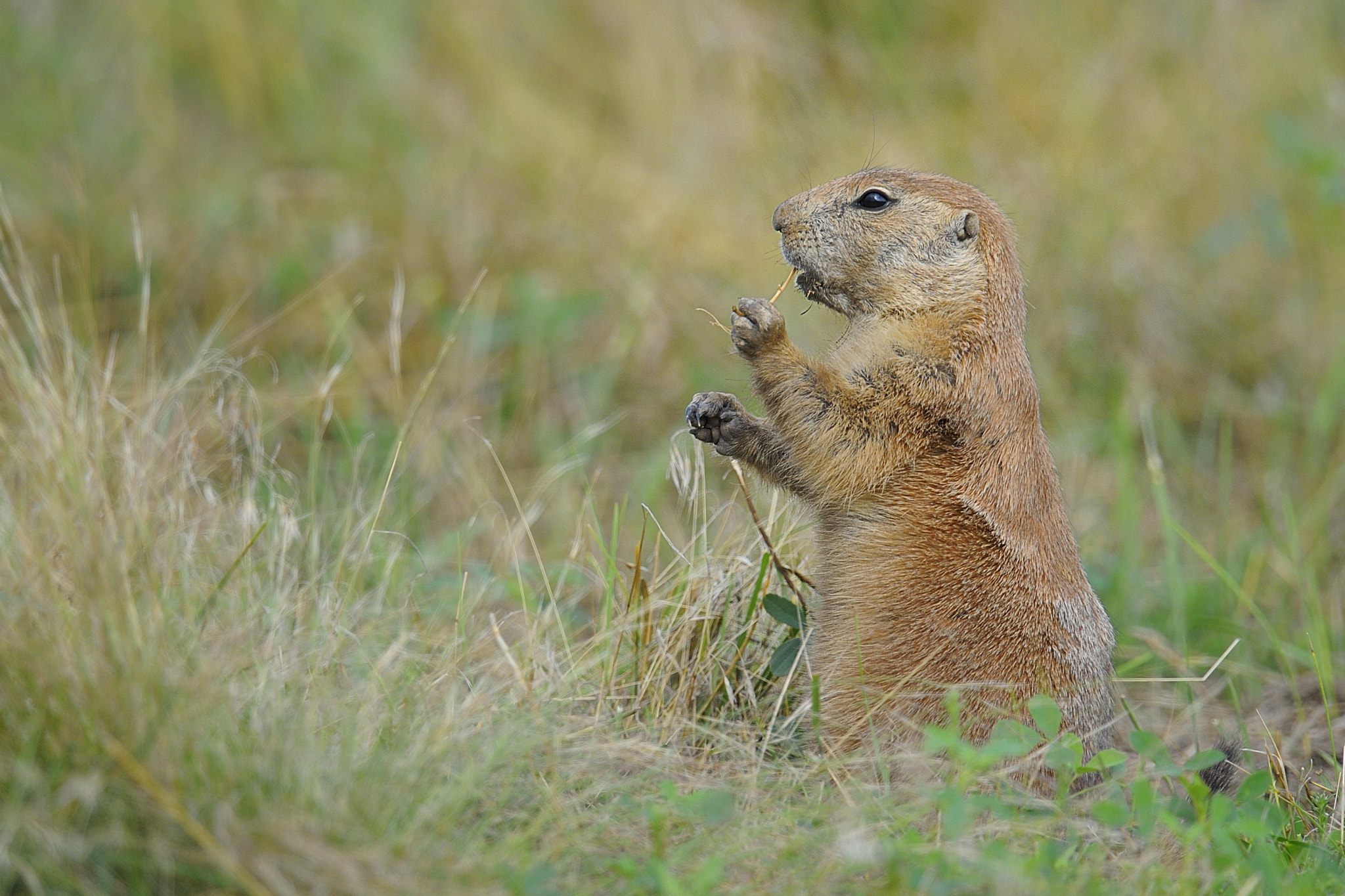 Prairie Dog in Nebraska