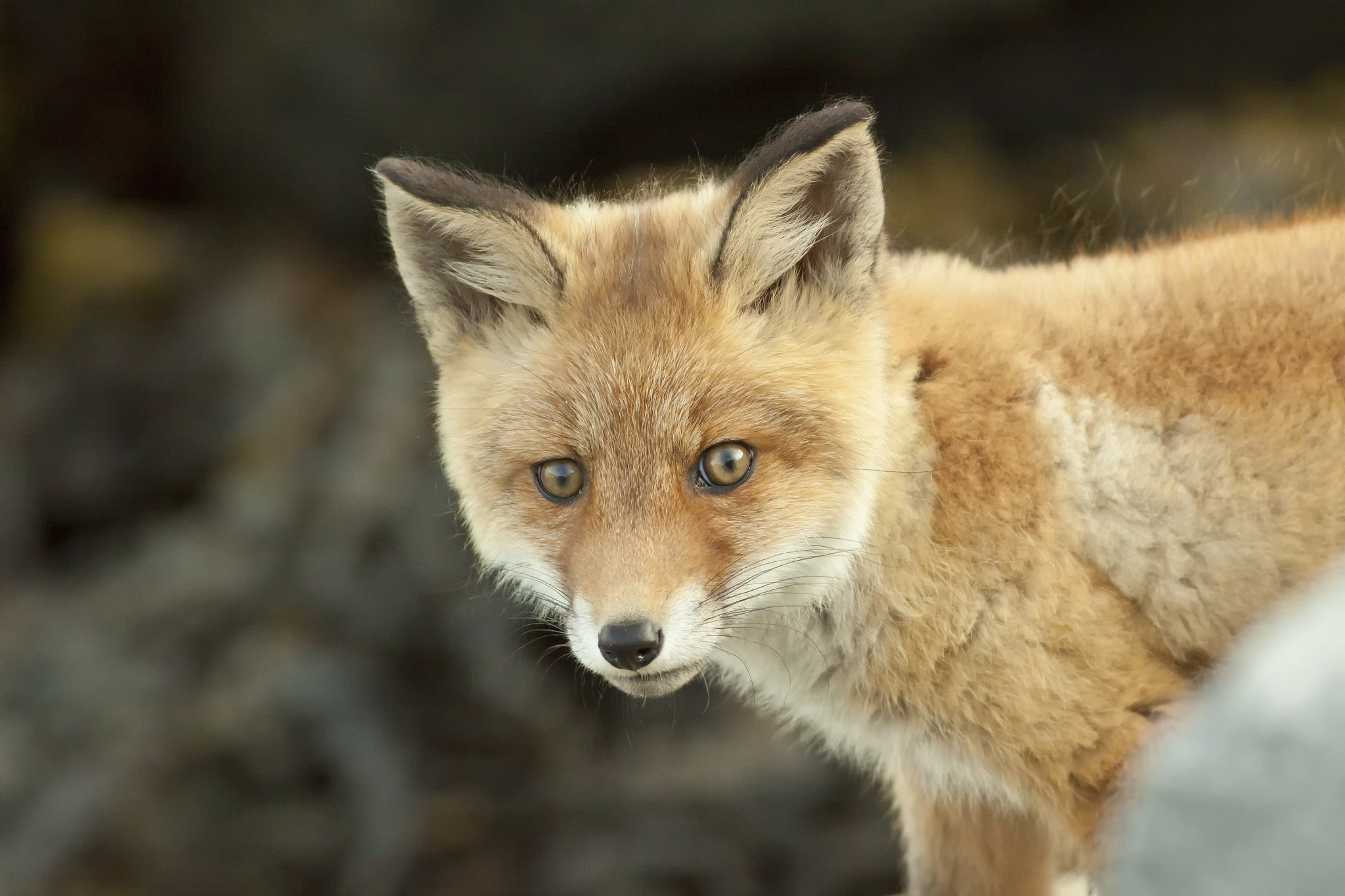 red fox