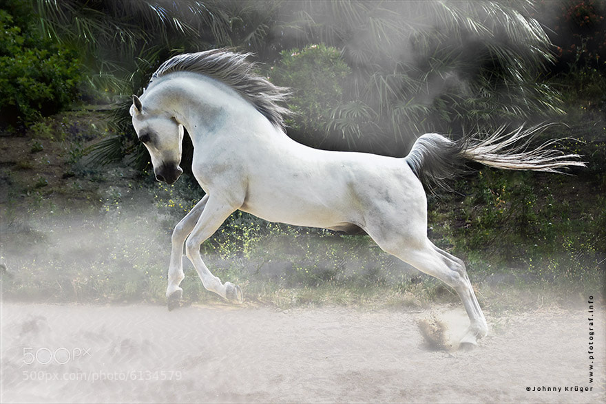 White Arabian Stallion by Johnny Krüger