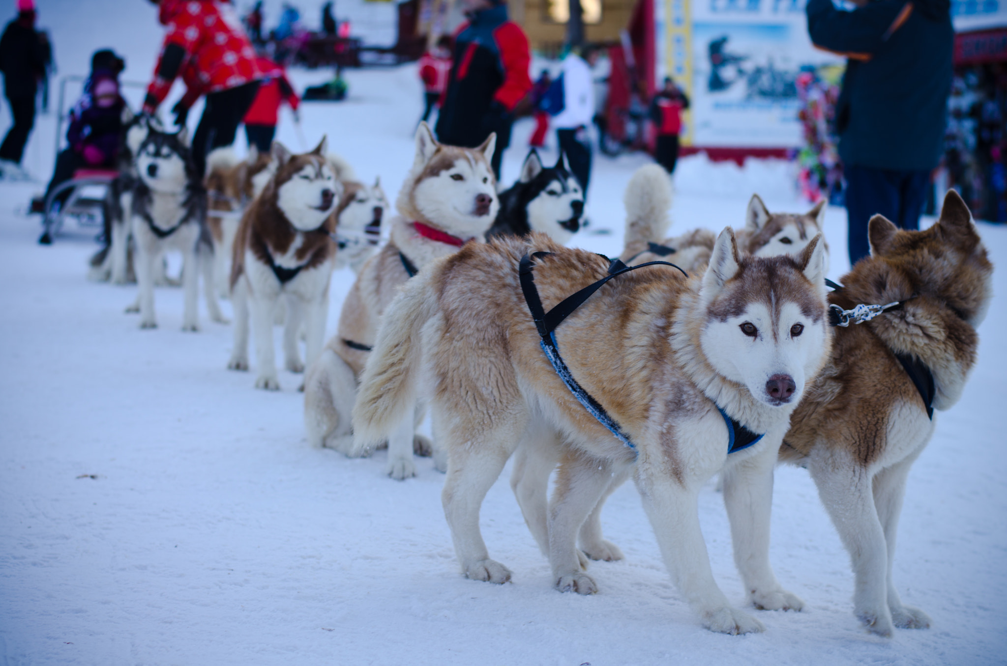 Mountain team of husky&people !