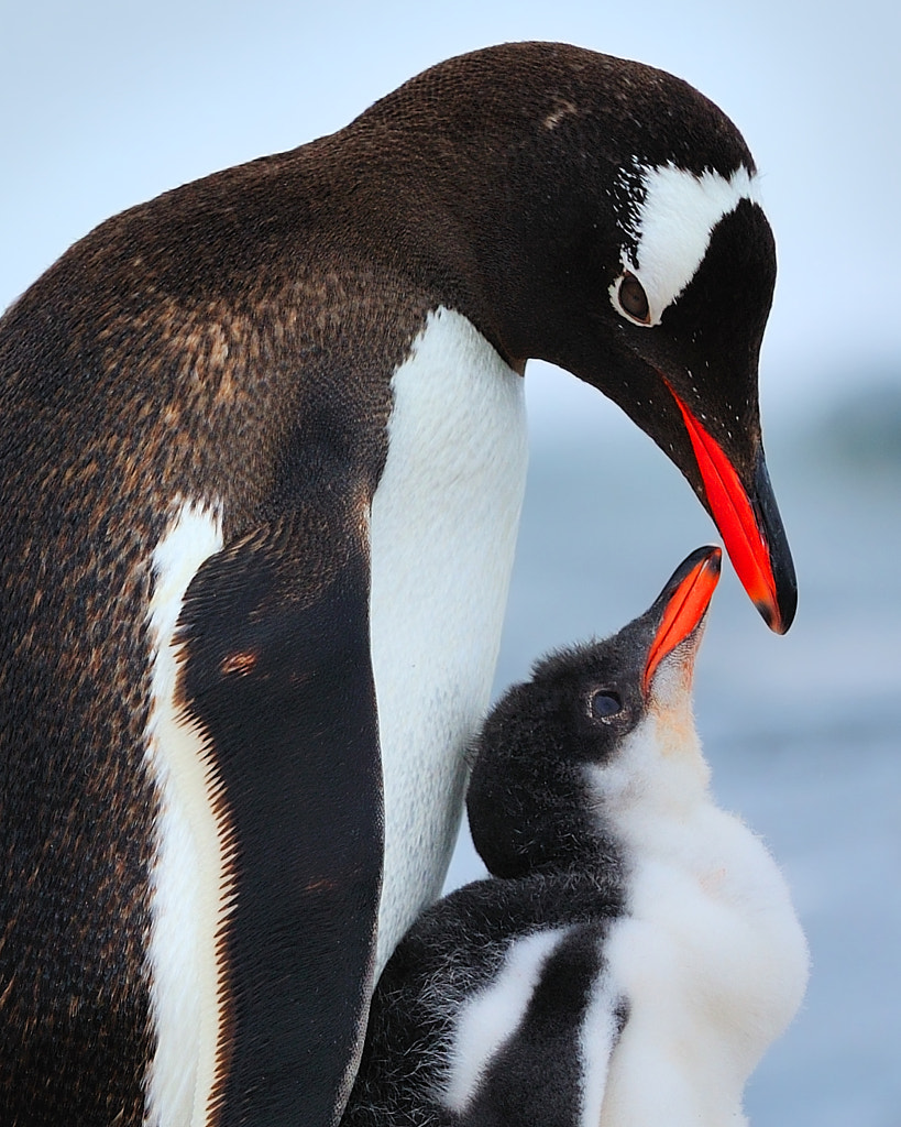 Gentoo Family Bonding by Tony Beck on 500px.com