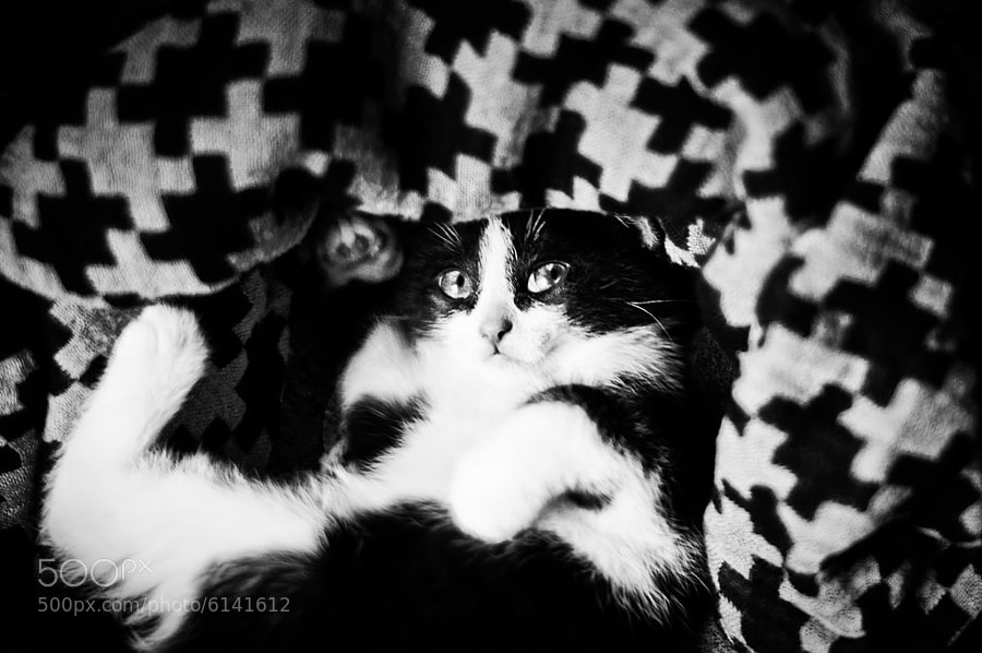 Photograph camouflage by Diana Tula