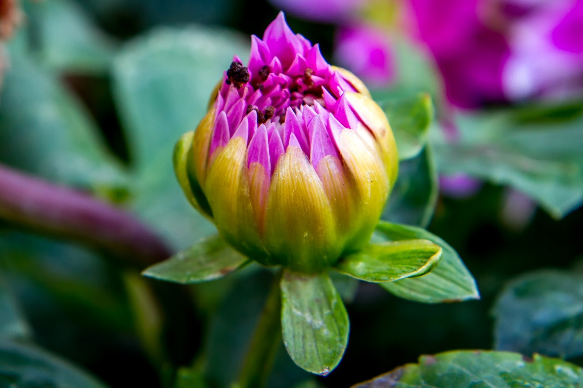 Beautiful Chrysanthemum Bud by Pravin Ubhare Photo 61462713 / 500px