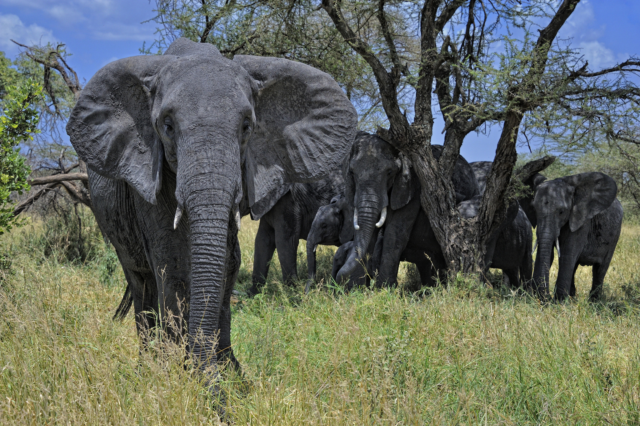 Elephant family in Tarangire National Park, East Africa