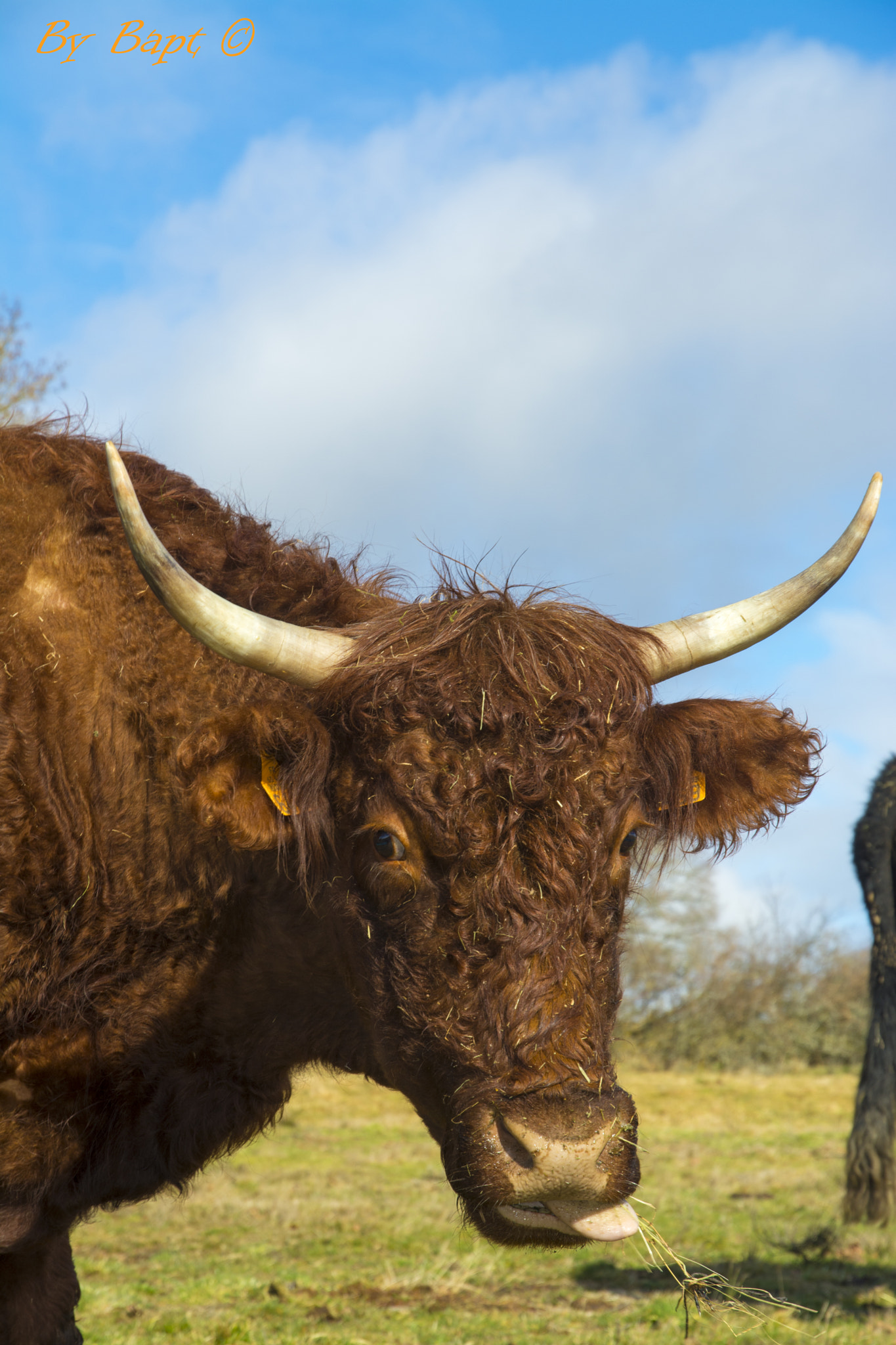 Vache Salers au coeur de l'Auvergne