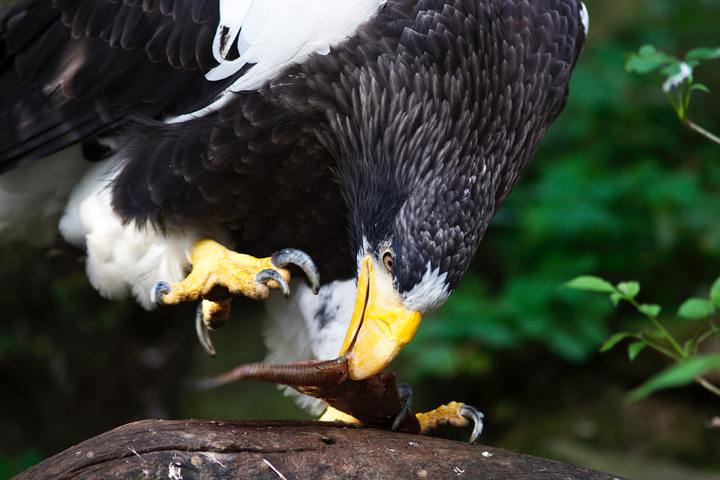 ZEagle Talons: How Are Eagle Talons Different From Other Birds’ Talons