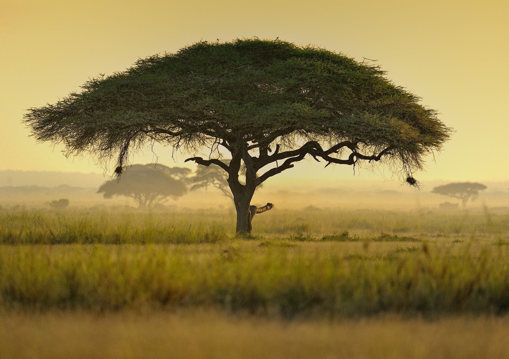 umbrella-acacia-tree-kenya-east-africa-by-diana-robinson-photo