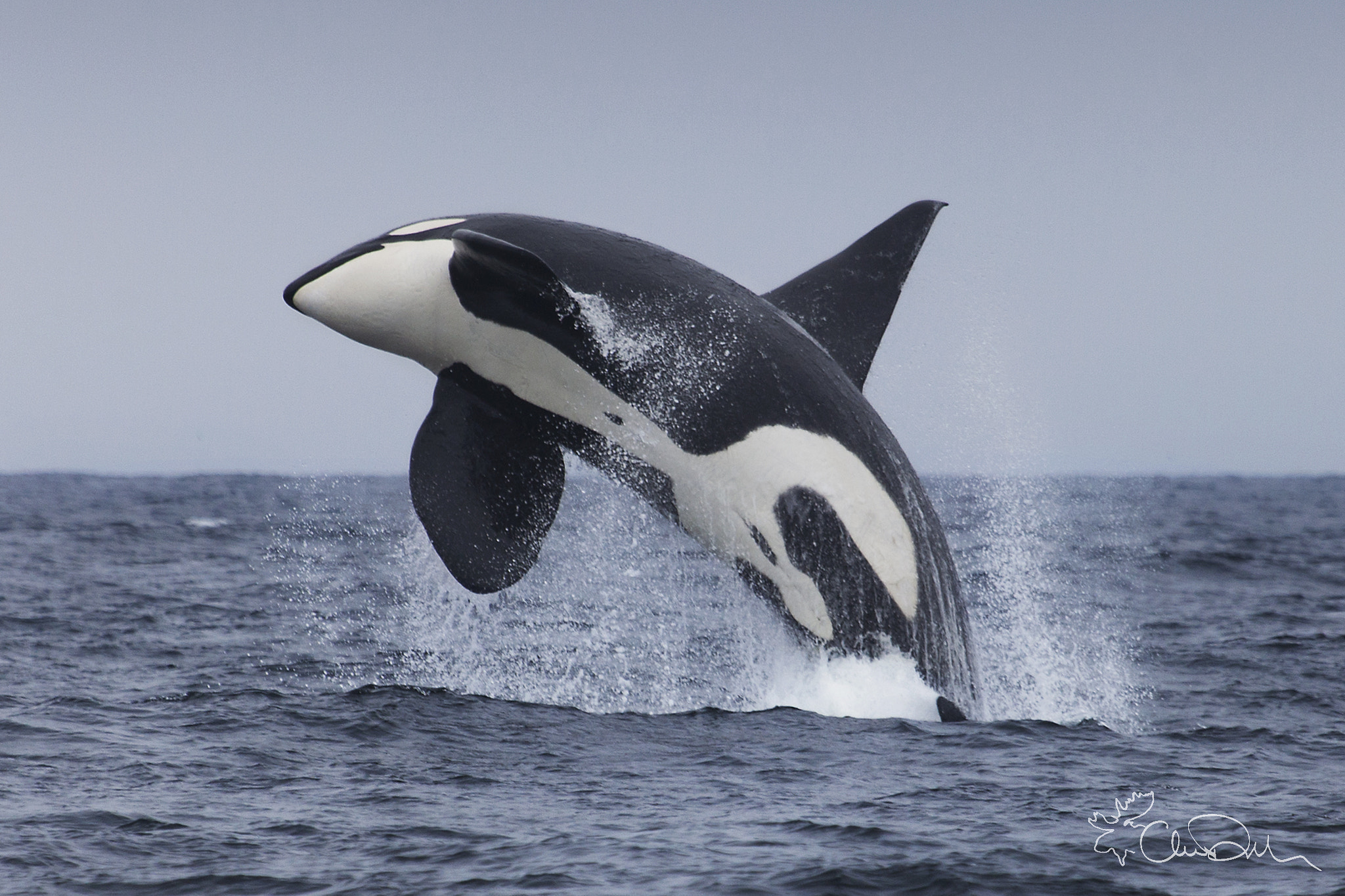 Breaching Orca Whale by Chase Dekker - Photo 61686485 / 500px