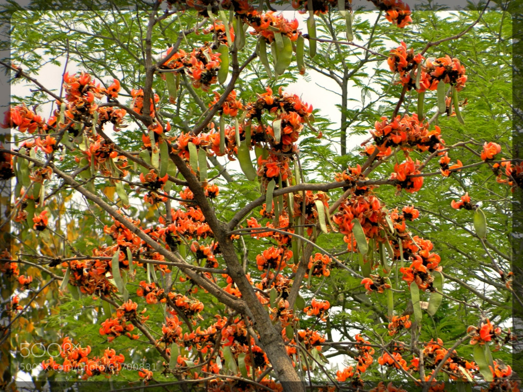 Nikon Coolpix L120 sample photo. Orangy photography