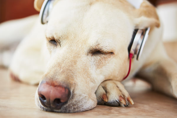 Dog is listening music
