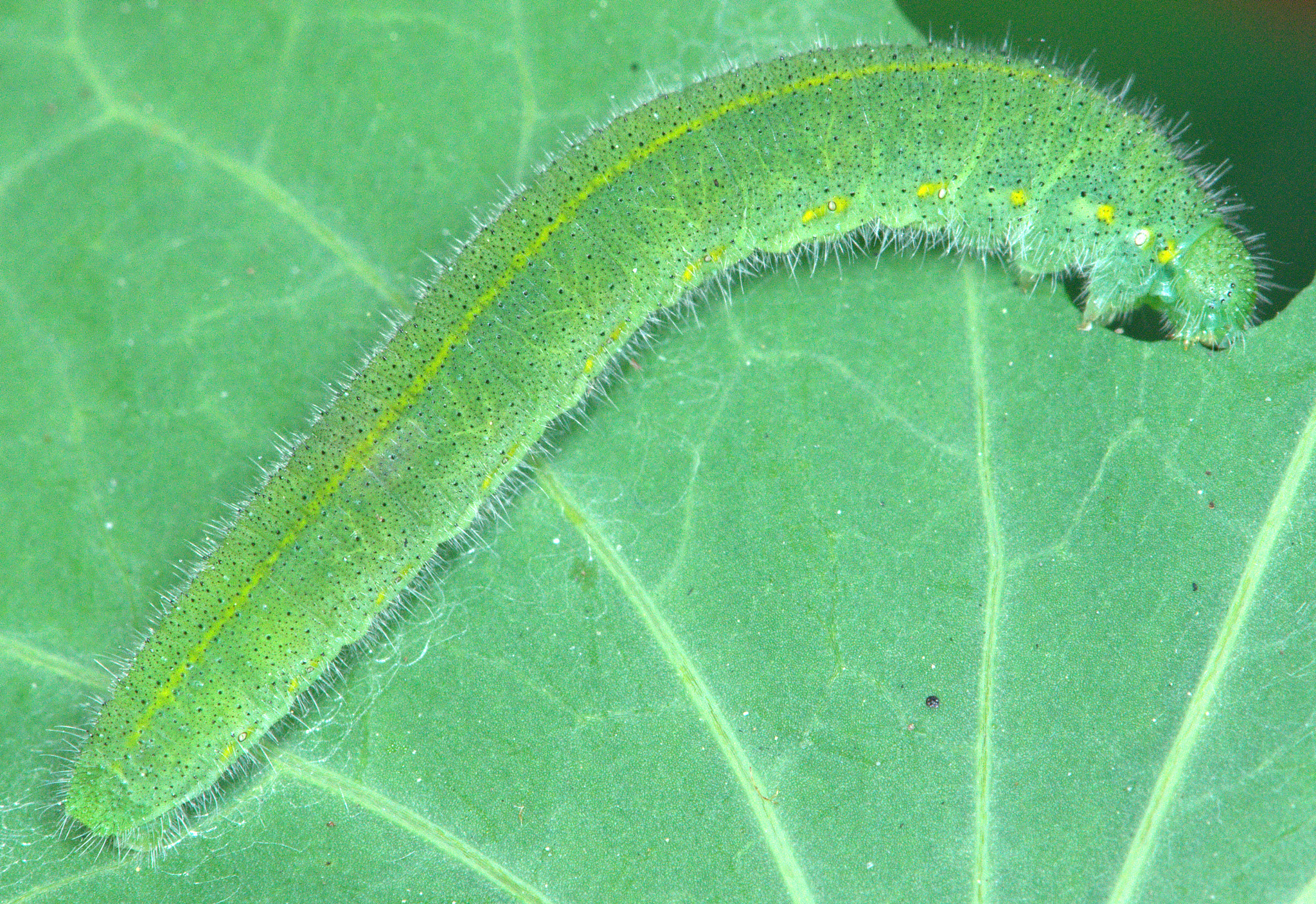 photo Caterpillar of Small Cabbage White butterfly by Douglass Moody