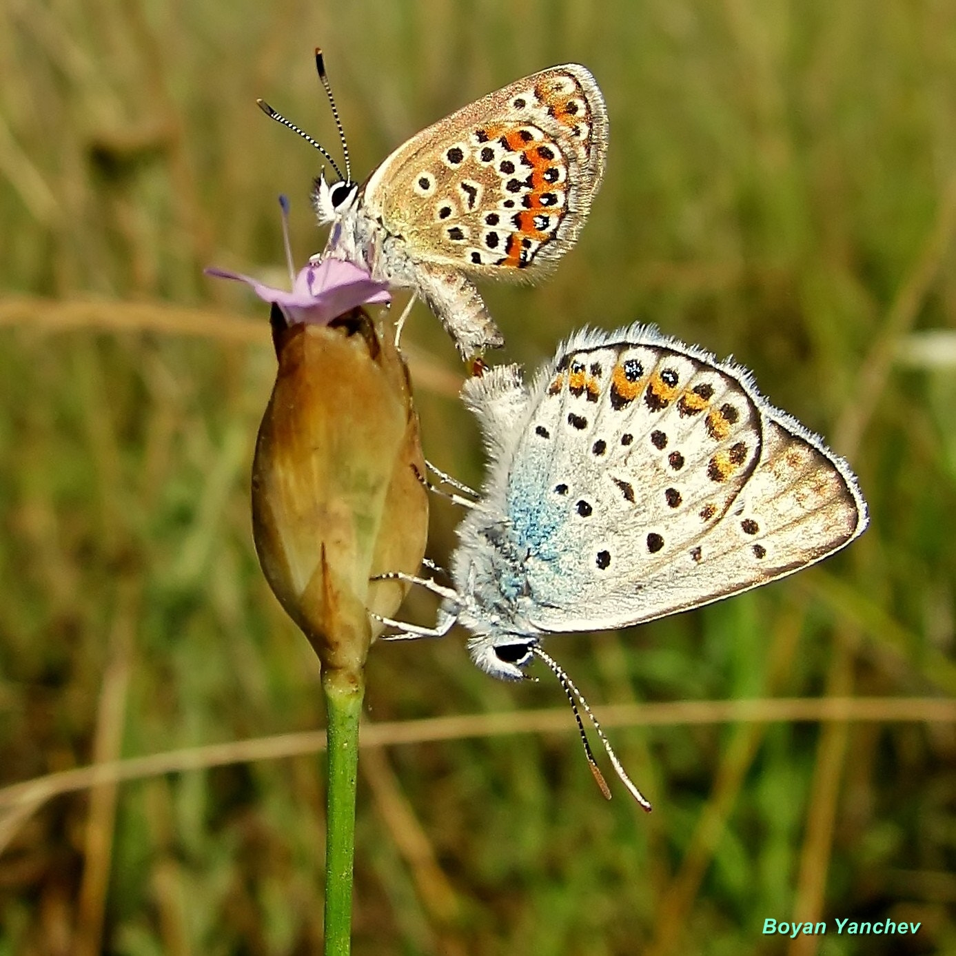 Canon TS-E 90mm F2.8 Tilt-Shift sample photo. Butterflies photography
