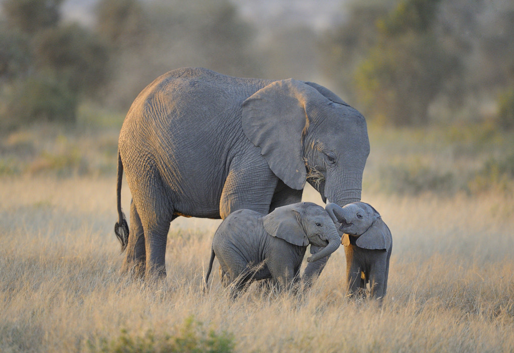 Twin Baby Elephants, East Africa by Diana Robinson on 500px.com