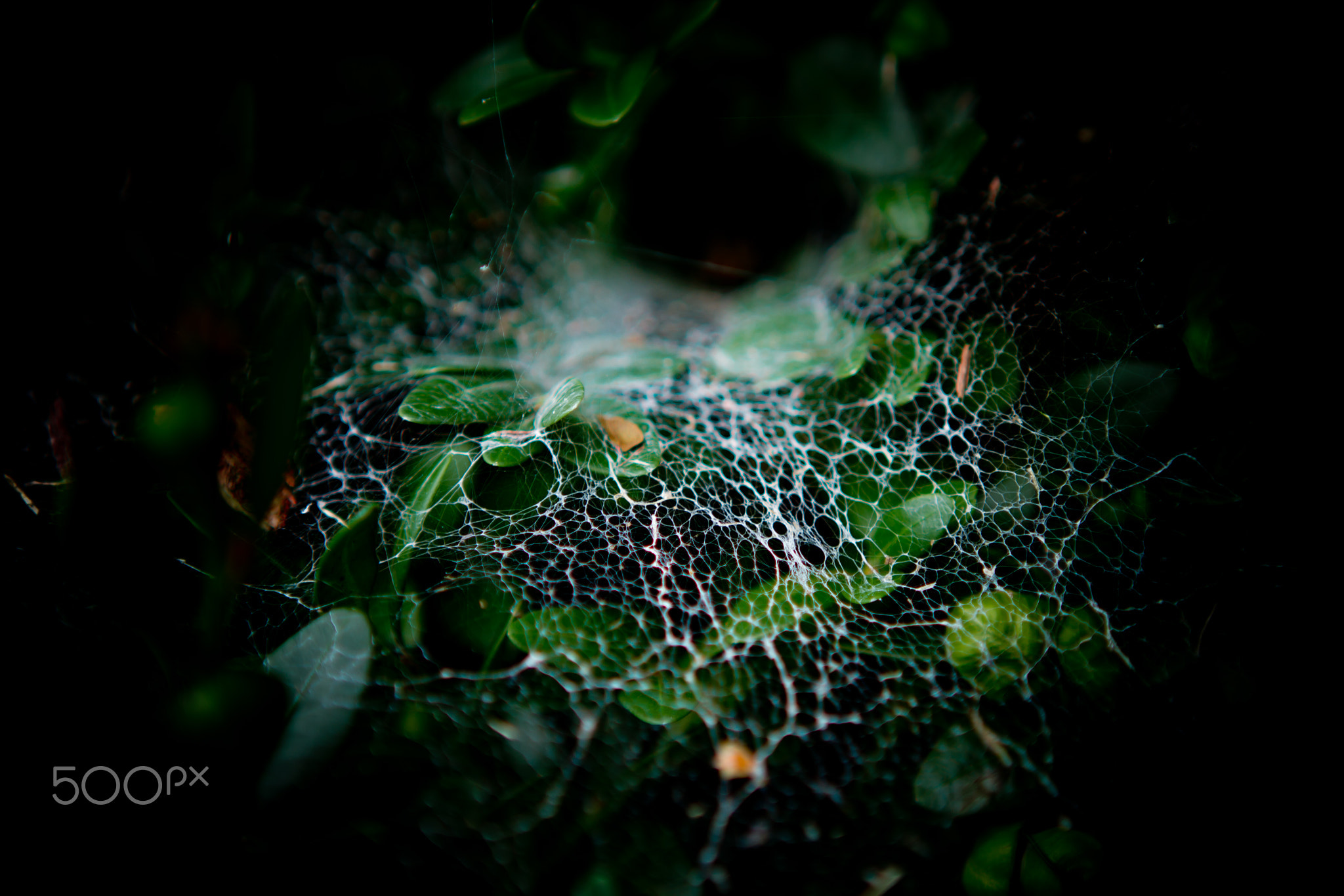 Web or WWW
