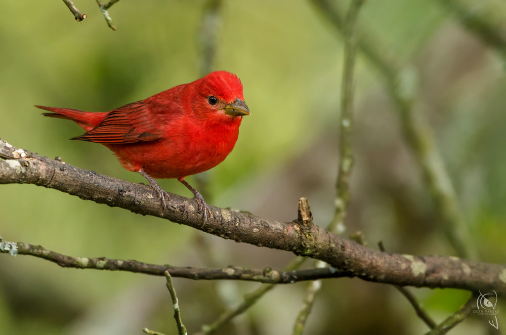 Summer Tanager - Red Breasted Birds: A Guide to the Most Colorful birds