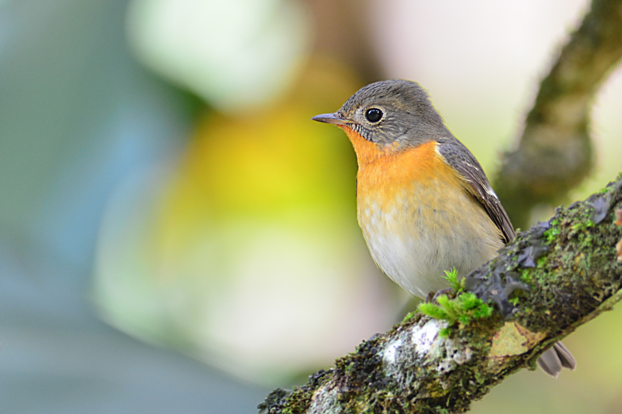 Mugimaki Flycatcher (Female)