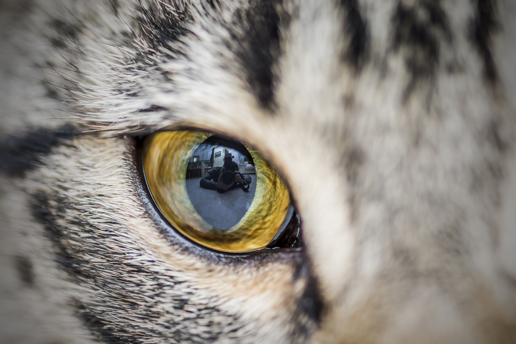 My cat and me by Andrea Cucci on 500px.com