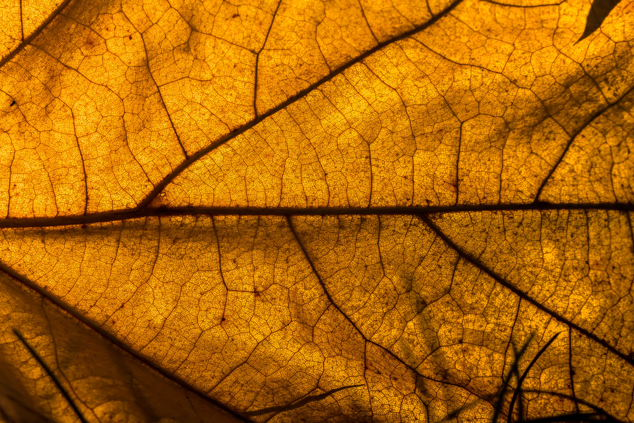 Inners of a leaf by Jaanus Post on 500px.com