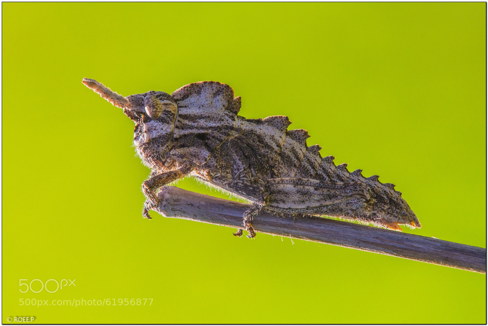 Canon EOS 60D sample photo. Prionosthenus galericulatus photography