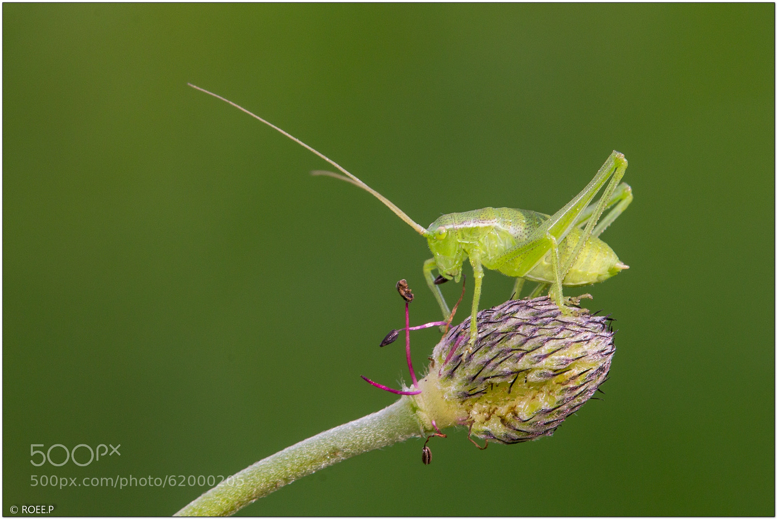 Canon EOS 60D sample photo. Isophya savignyi on anemone photography