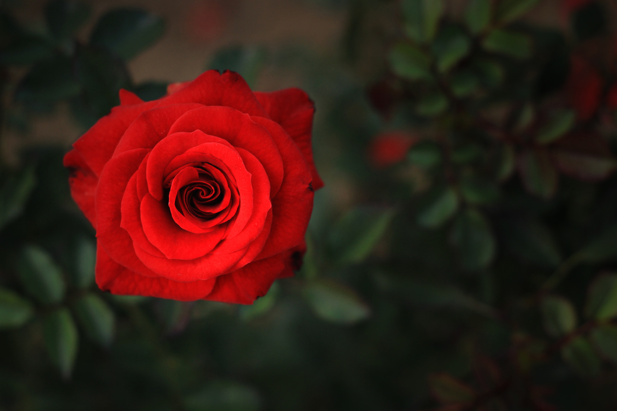 Romantic Red Rose