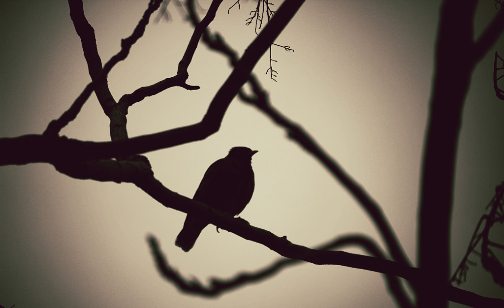 The Shadow Bird by Hardik Gaurav on 500px.com